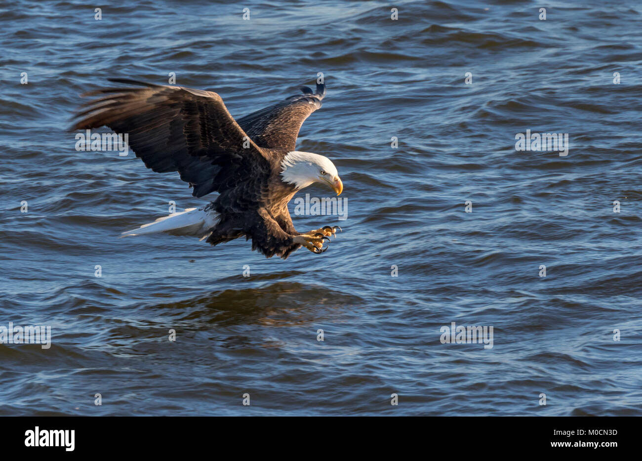 Pygargue à tête blanche (Haliaeetus leucocephalus) la chasse du poisson au Mississippi River, Iowa, États-Unis Banque D'Images