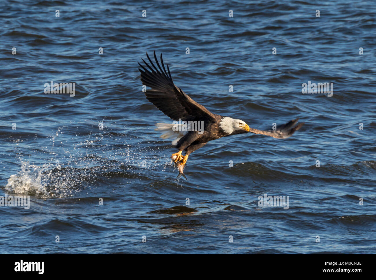 Pygargue à tête blanche (Haliaeetus leucocephalus) avec un poisson pêché au Mississippi River, Iowa, États-Unis Banque D'Images