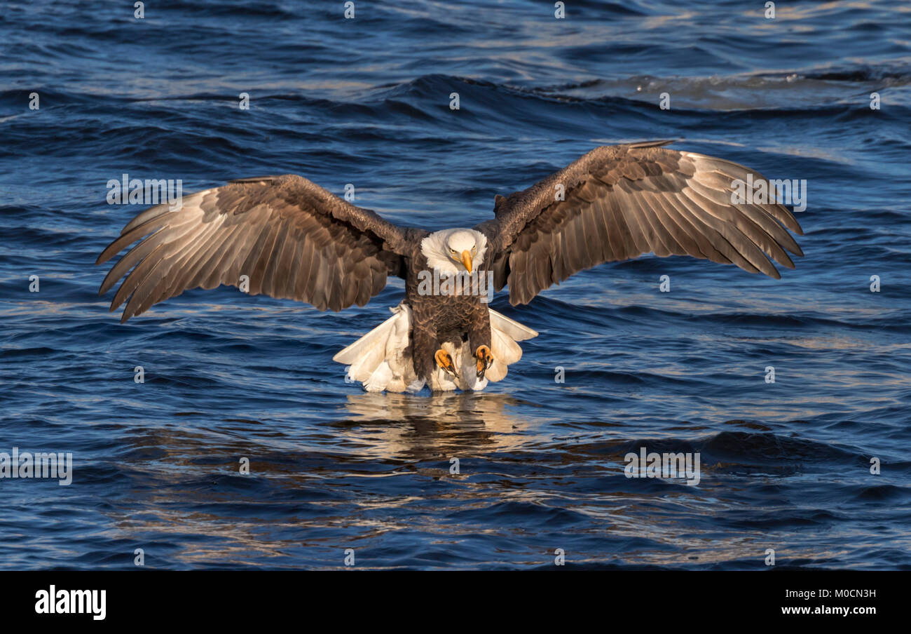 Pygargue à tête blanche (Haliaeetus leucocephalus) la chasse du poisson au Mississippi River, Iowa, États-Unis Banque D'Images
