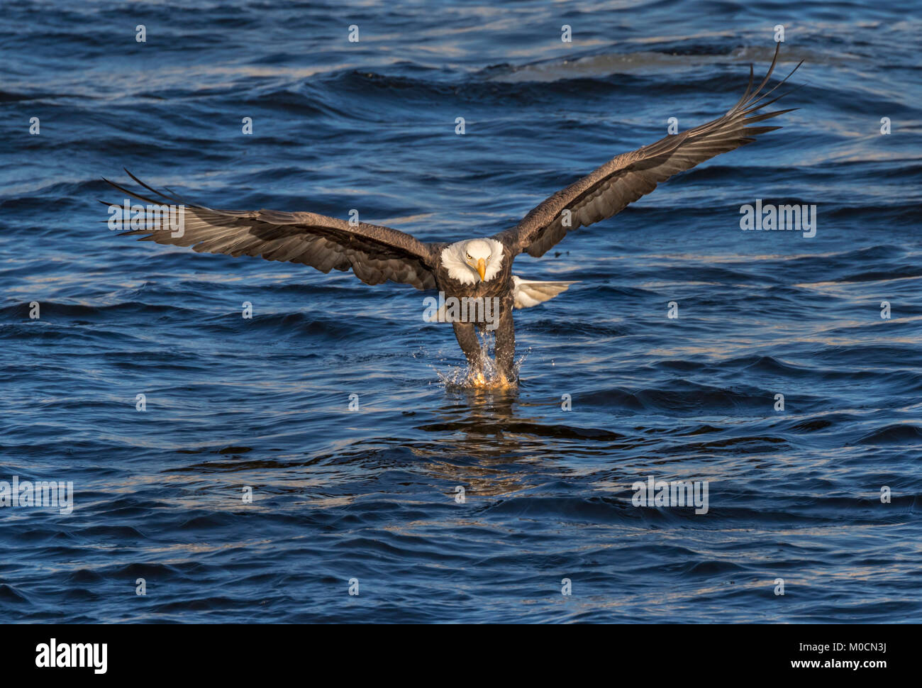 Pygargue à tête blanche (Haliaeetus leucocephalus) la chasse du poisson au Mississippi River, Iowa, États-Unis Banque D'Images