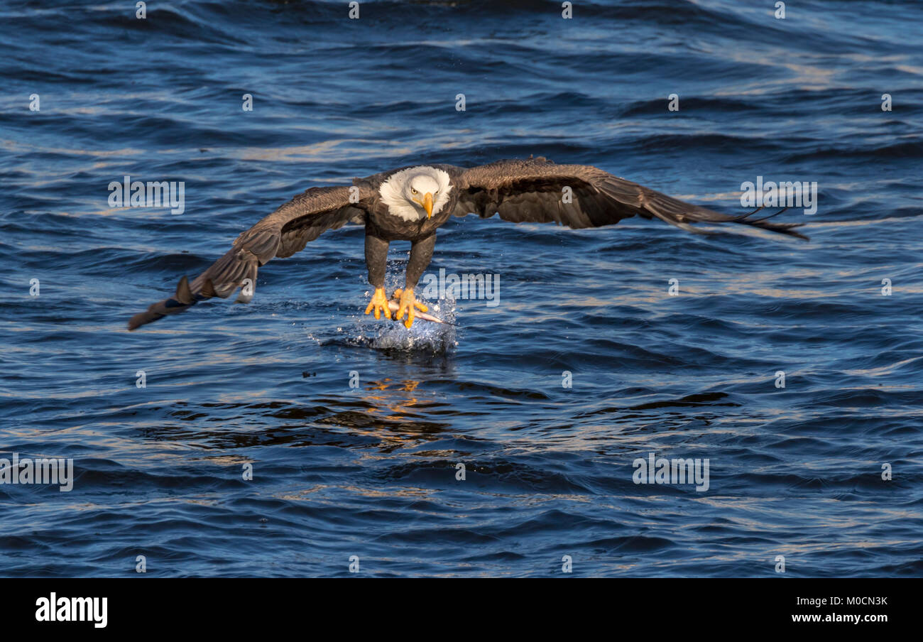 Pygargue à tête blanche (Haliaeetus leucocephalus) la chasse du poisson au Mississippi River, Iowa, États-Unis Banque D'Images