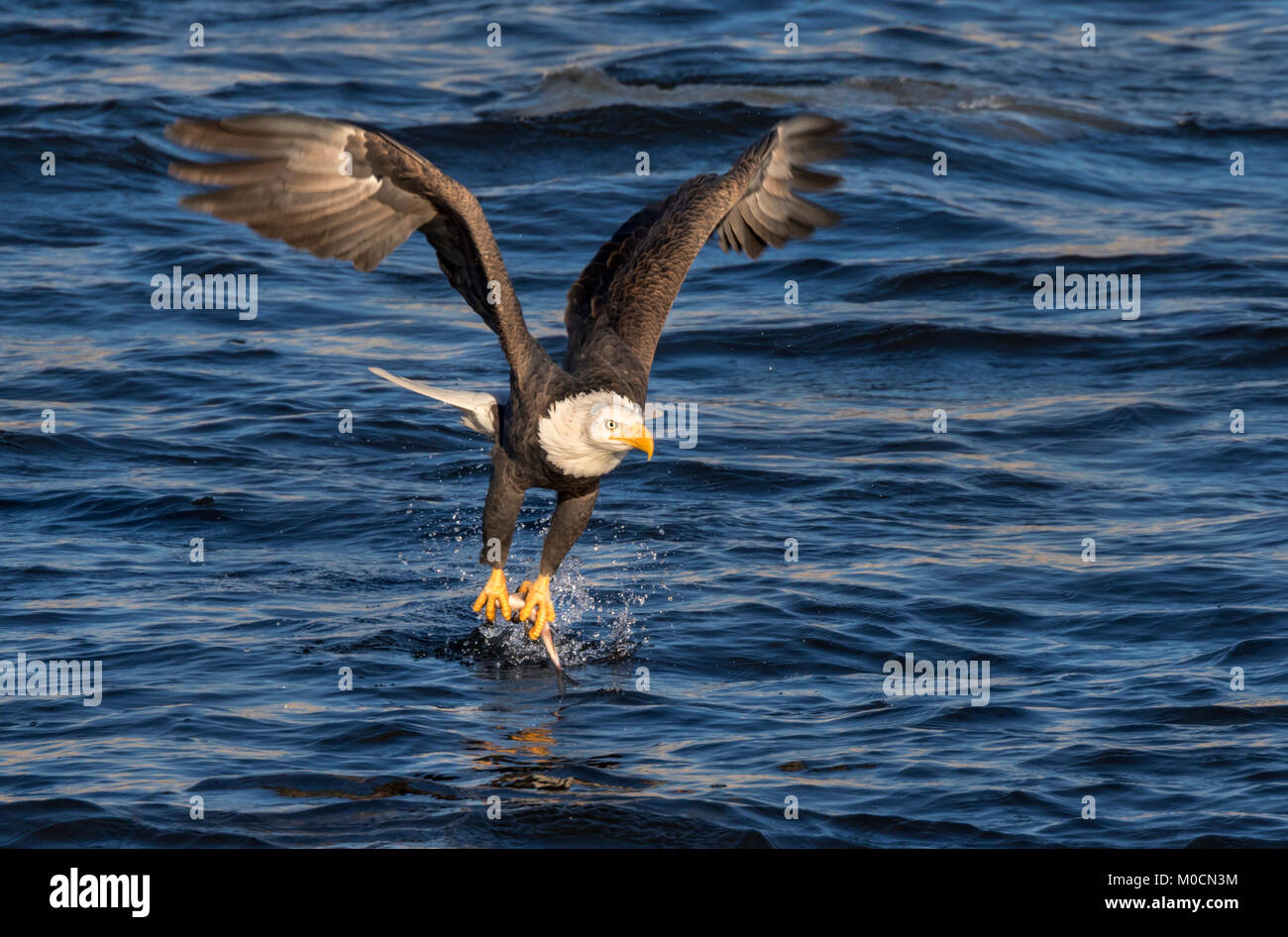 Pygargue à tête blanche (Haliaeetus leucocephalus) la chasse du poisson au Mississippi River, Iowa, États-Unis Banque D'Images