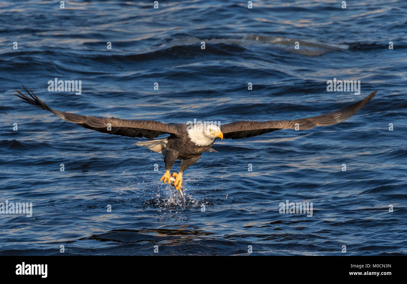 Pygargue à tête blanche (Haliaeetus leucocephalus) la chasse du poisson au Mississippi River, Iowa, États-Unis Banque D'Images