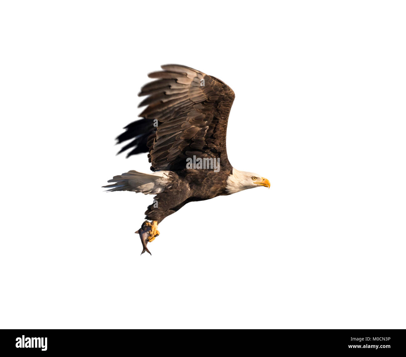 Pygargue à tête blanche (Haliaeetus leucocephalus) avec un poisson pêché, isolé sur fond blanc. Banque D'Images