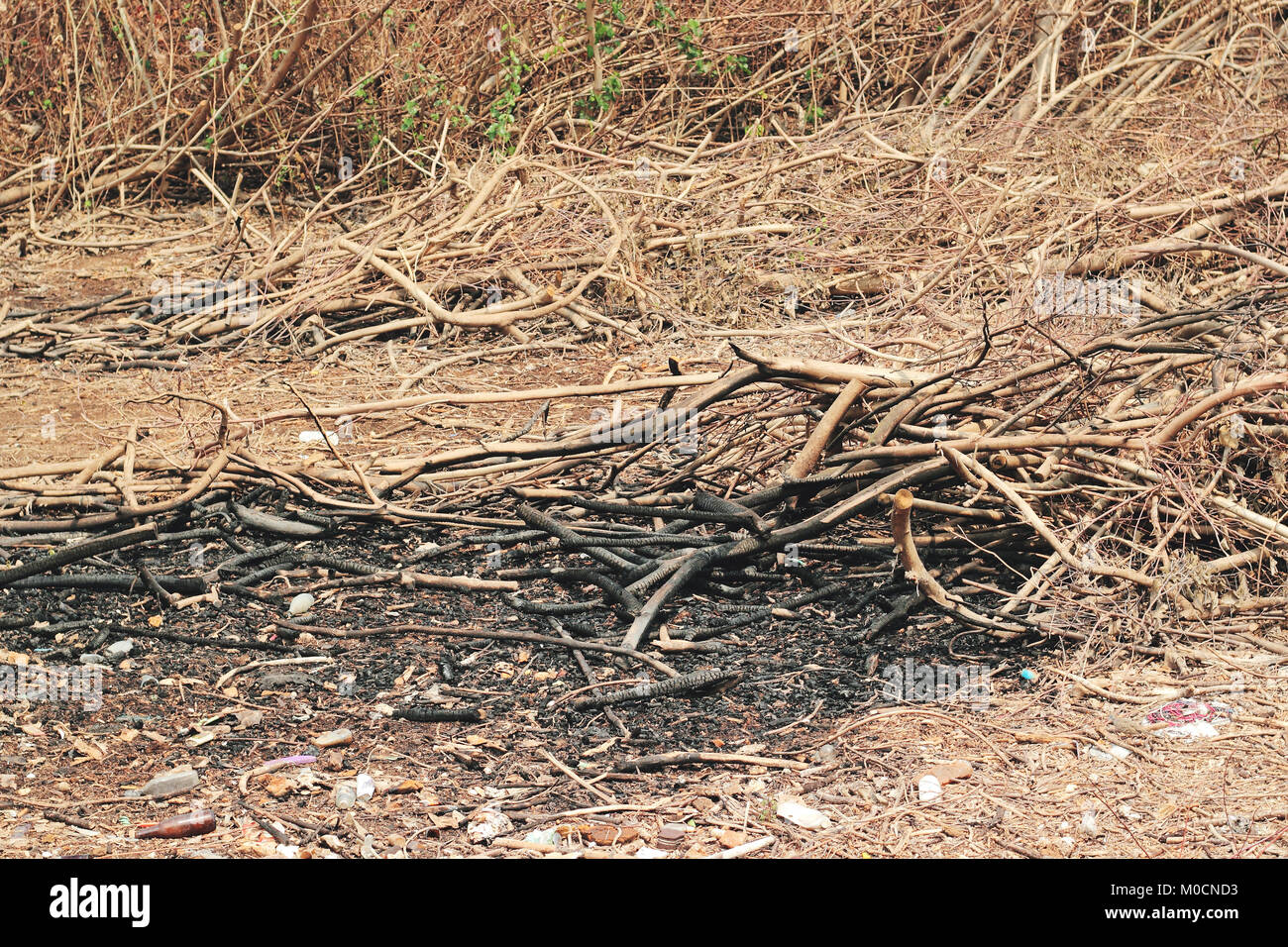 Forêt morte, suite à l'incendie Banque D'Images