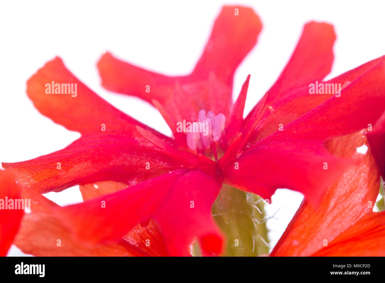 Lychnis chalcedonica plantes à fleurs isolé sur fond blanc Banque D'Images