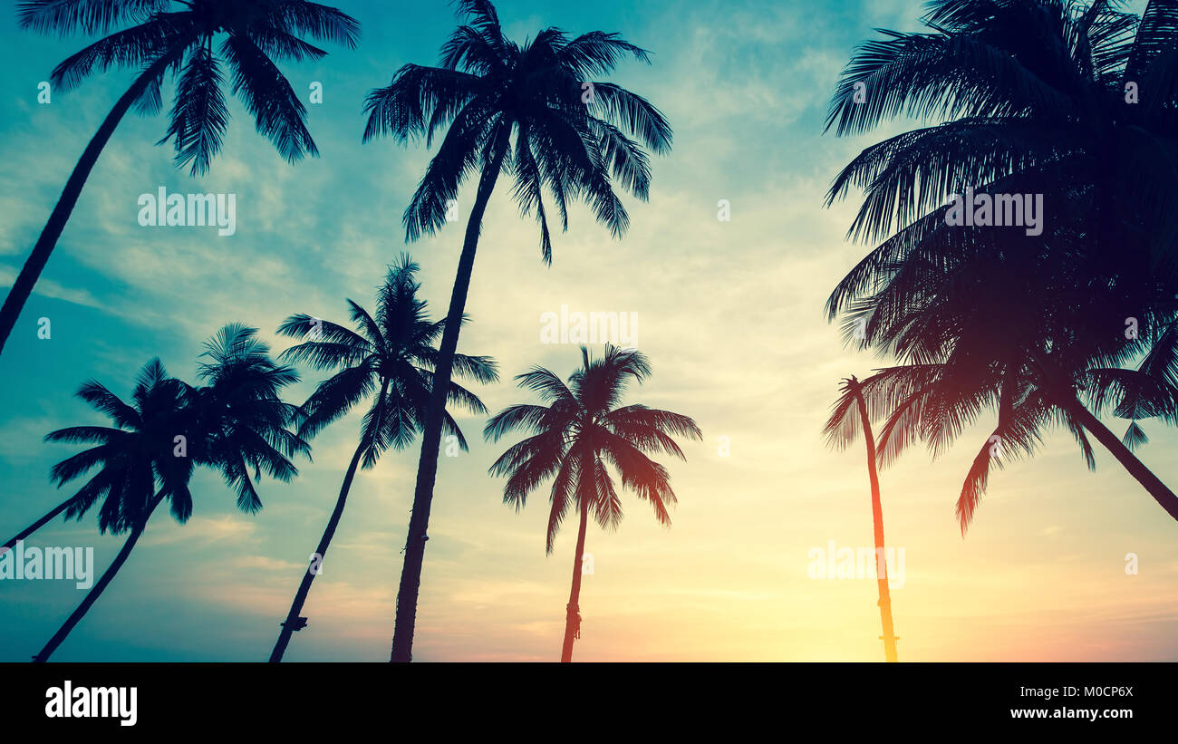 Silhouettes de palmiers la vue de bas en haut pendant l'incroyable coucher du soleil tropical. Banque D'Images