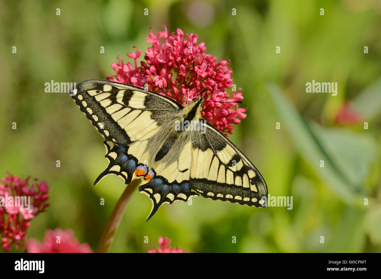 Papillon machaon Papilio machaon photographié dans les Pyrénées, France Banque D'Images