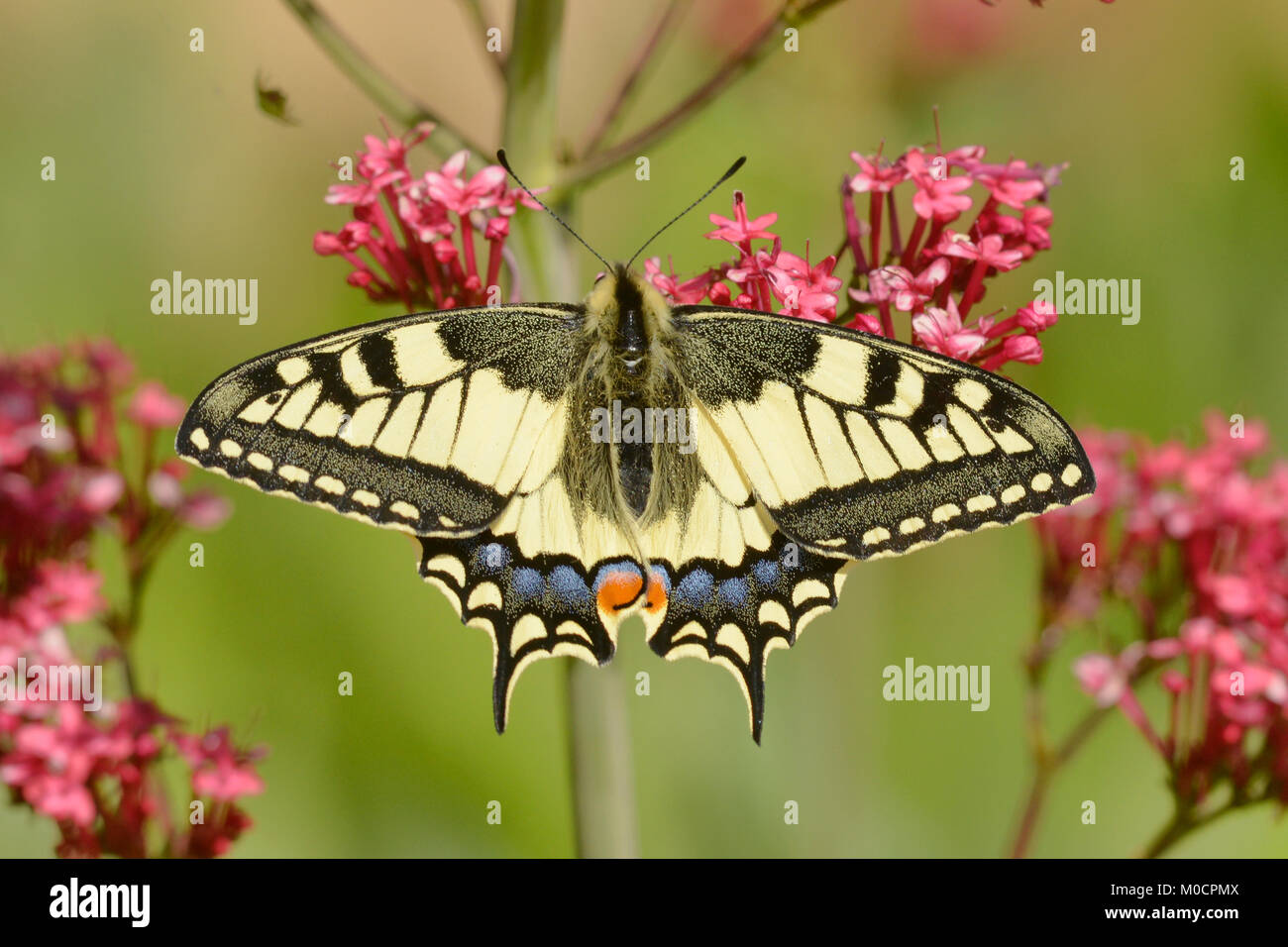 Papillon machaon Papilio machaon photographié dans les Pyrénées, France Banque D'Images