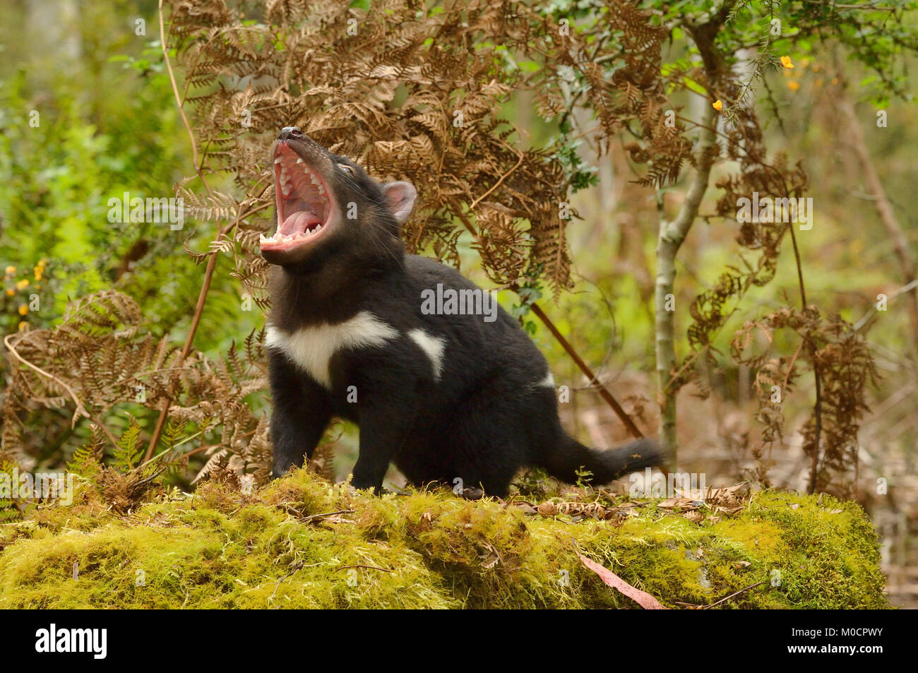 Diable de Tasmanie Sarcophilus harrisii jeune démon grondant photographié en Tasmanie, Australie Banque D'Images