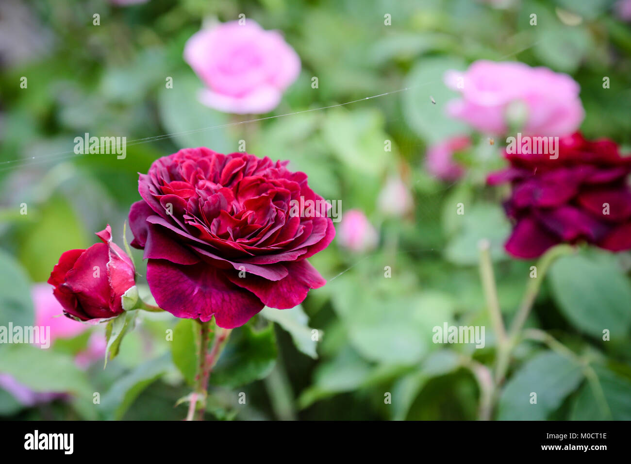 Rose Munstead Wood en pleine floraison Banque D'Images