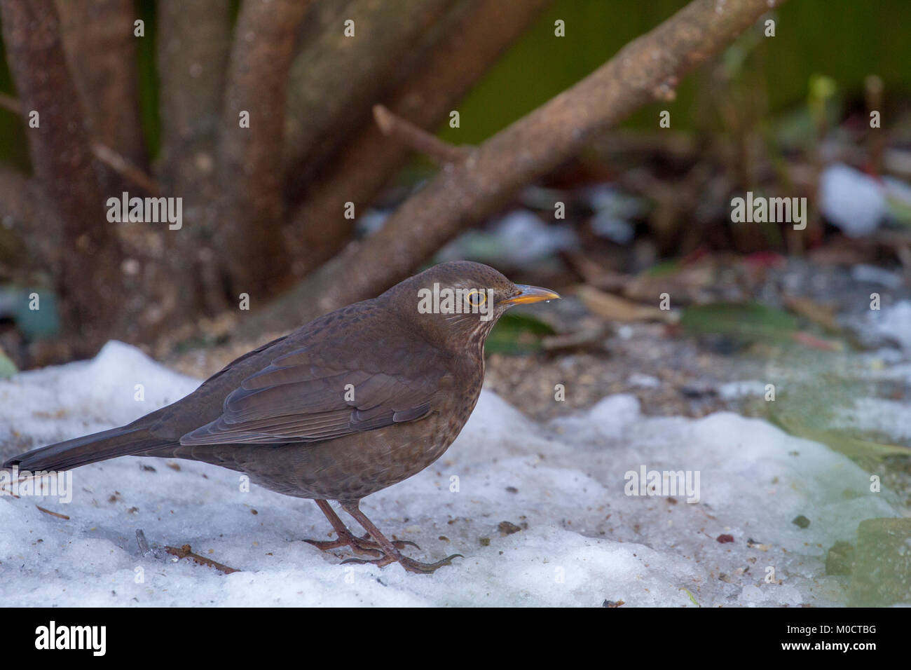 Blackbird femelle dans la neige en jardin Banque D'Images