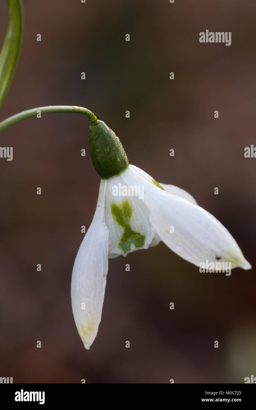 Marque verte fleur blanche de l'hiver, la floraison snowdrop Galanthus 'Rosie' Banque D'Images