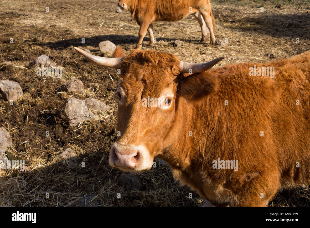 Le pâturage et Brown cow looking at camera Banque D'Images