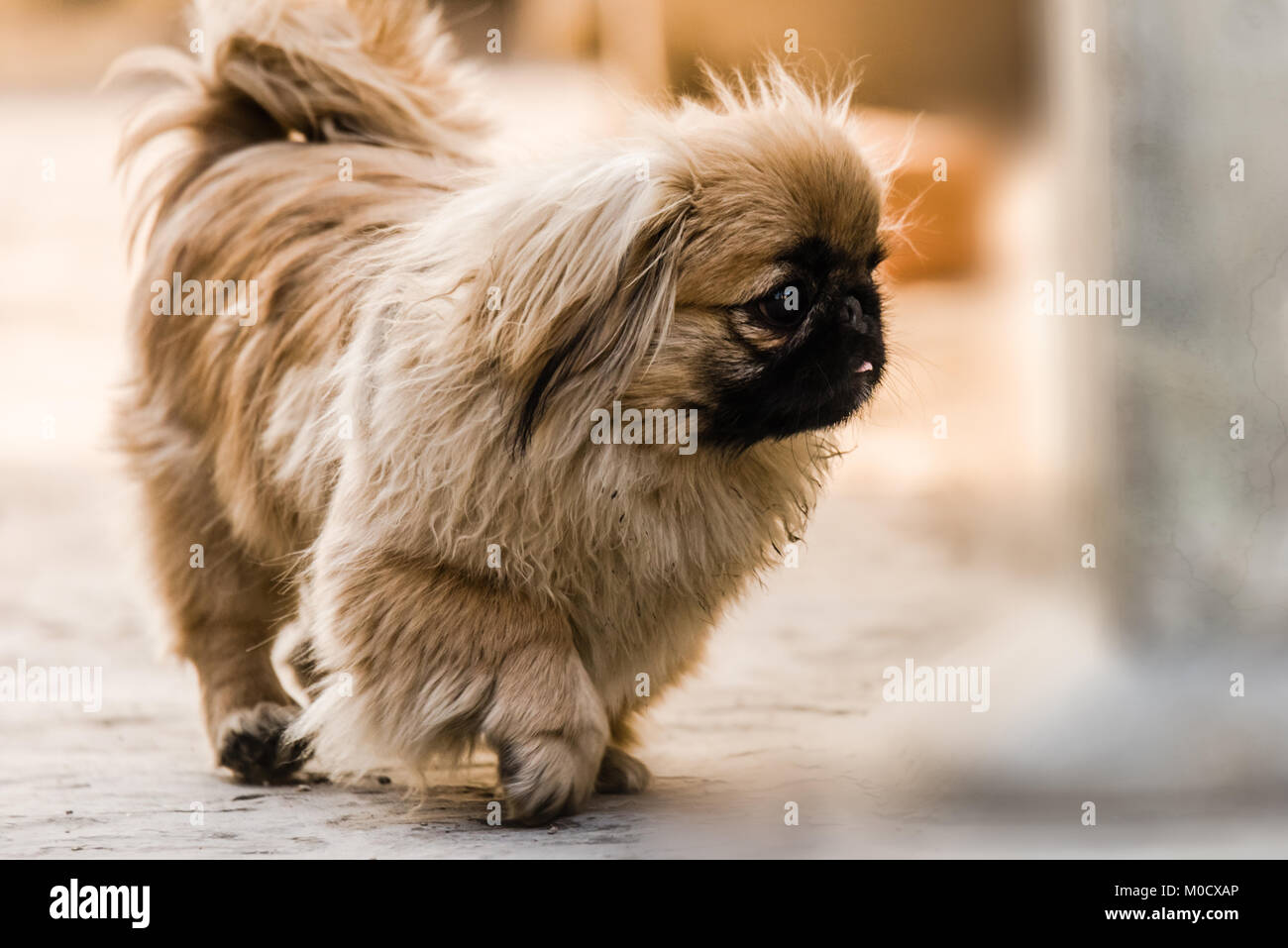 Mignon Petit Canard Chien Lion également Une Ancienne Race