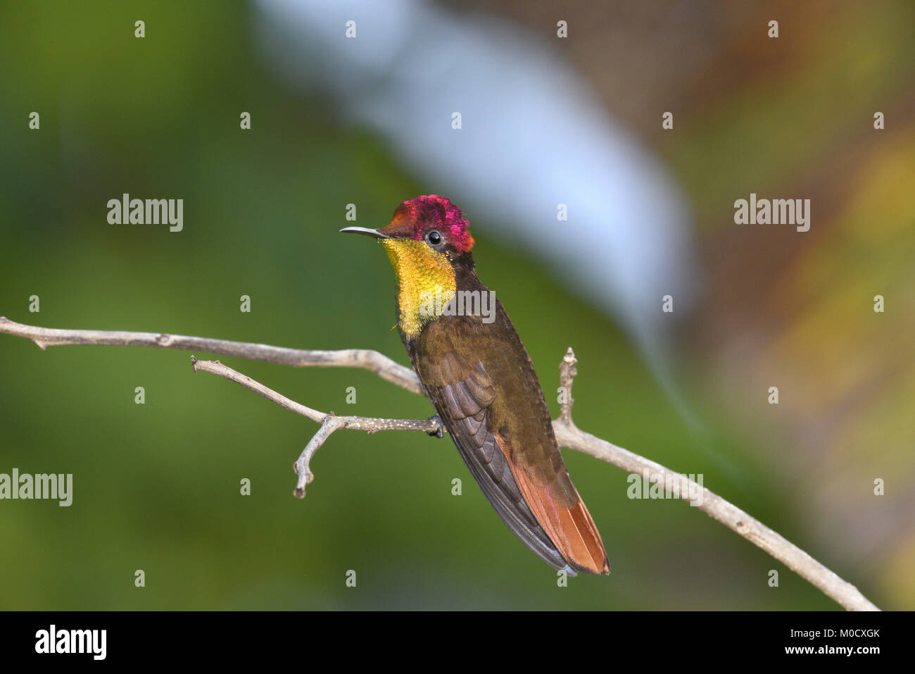 Topaze Chrysolampis mosquitus Ruby - Banque D'Images