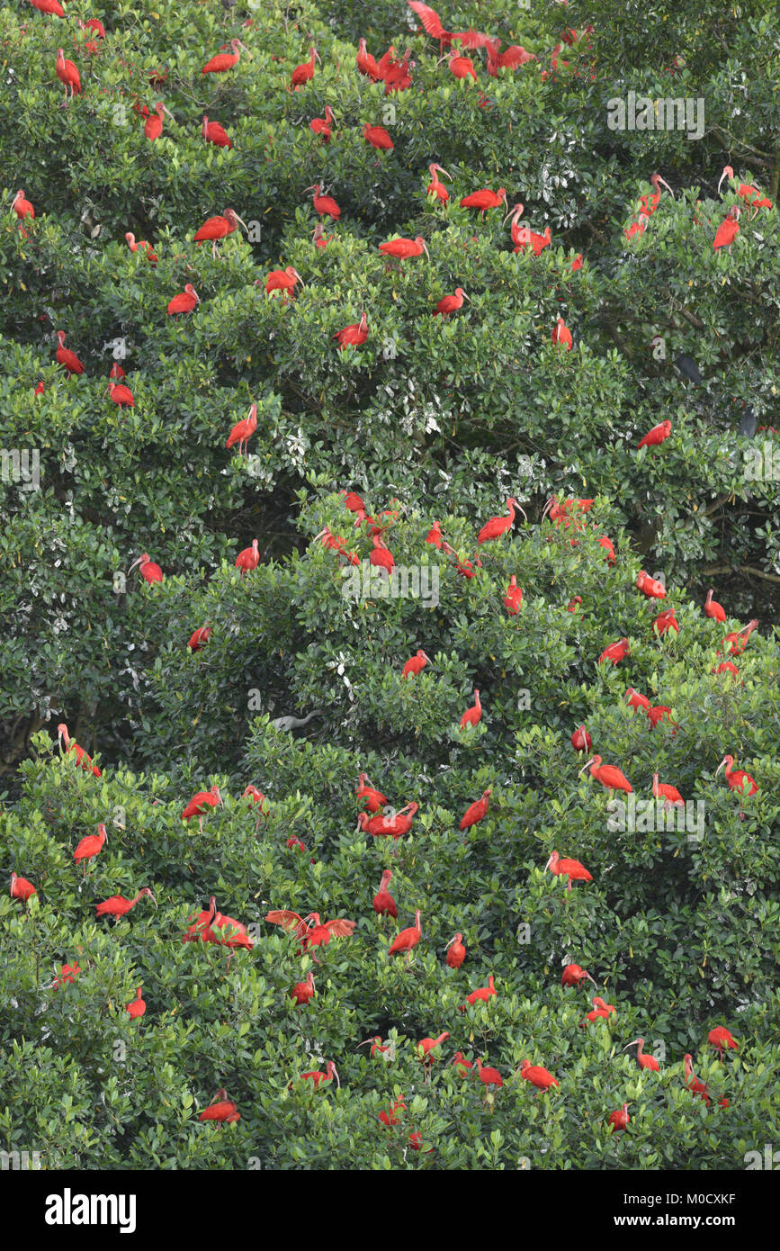 Ibis rouge - Eudocimus ruber Banque D'Images