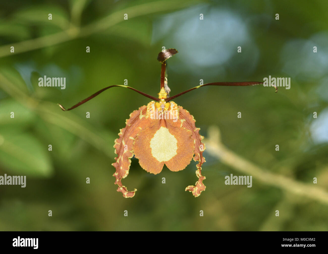 (Oncidiium Psychopsis papilio - orchidées épiphytes),Trinité connu familièrement comme Orchidée Papillon Banque D'Images