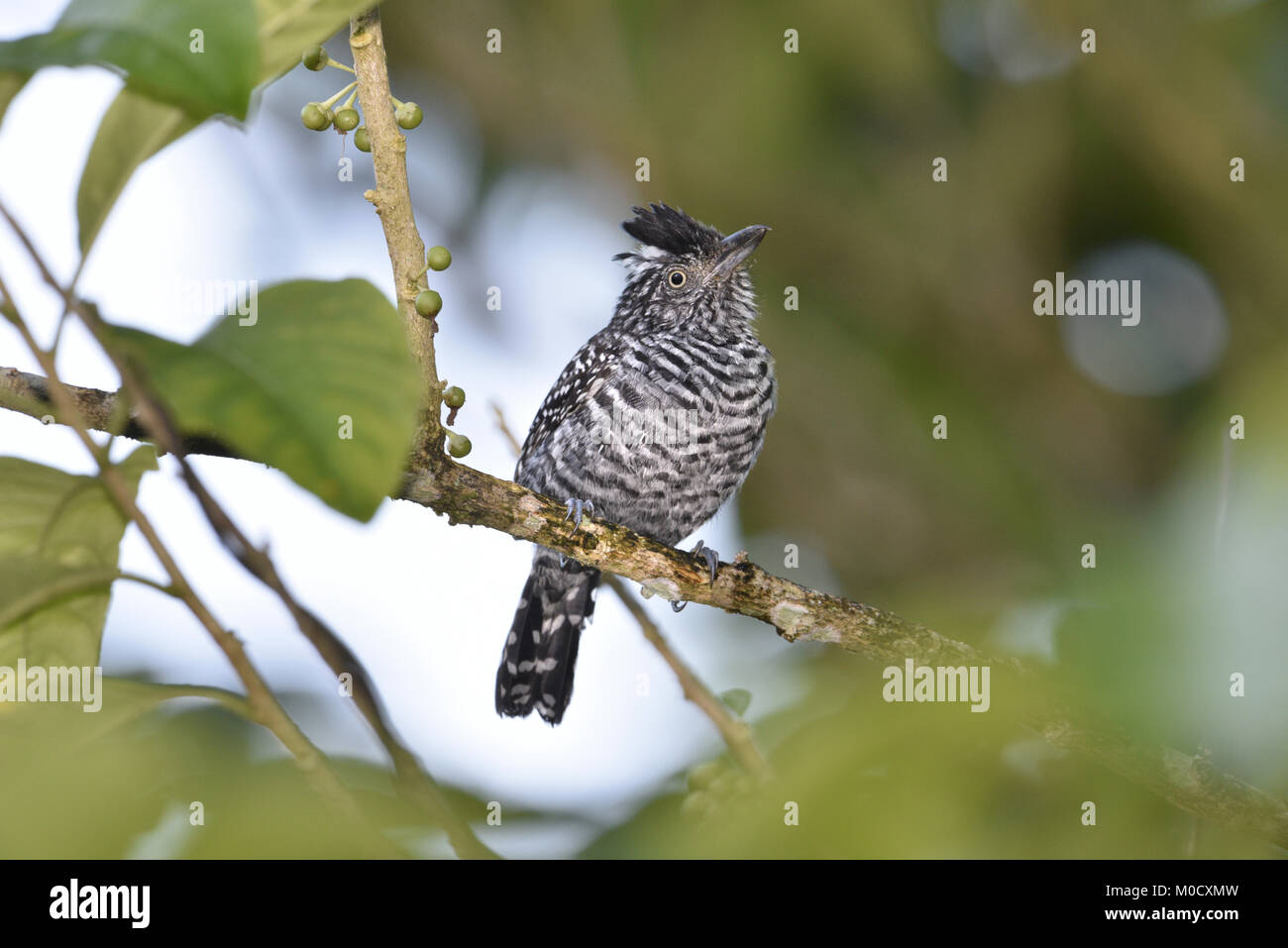 Prescription - Thamnophilus doliatus Antshrike Banque D'Images