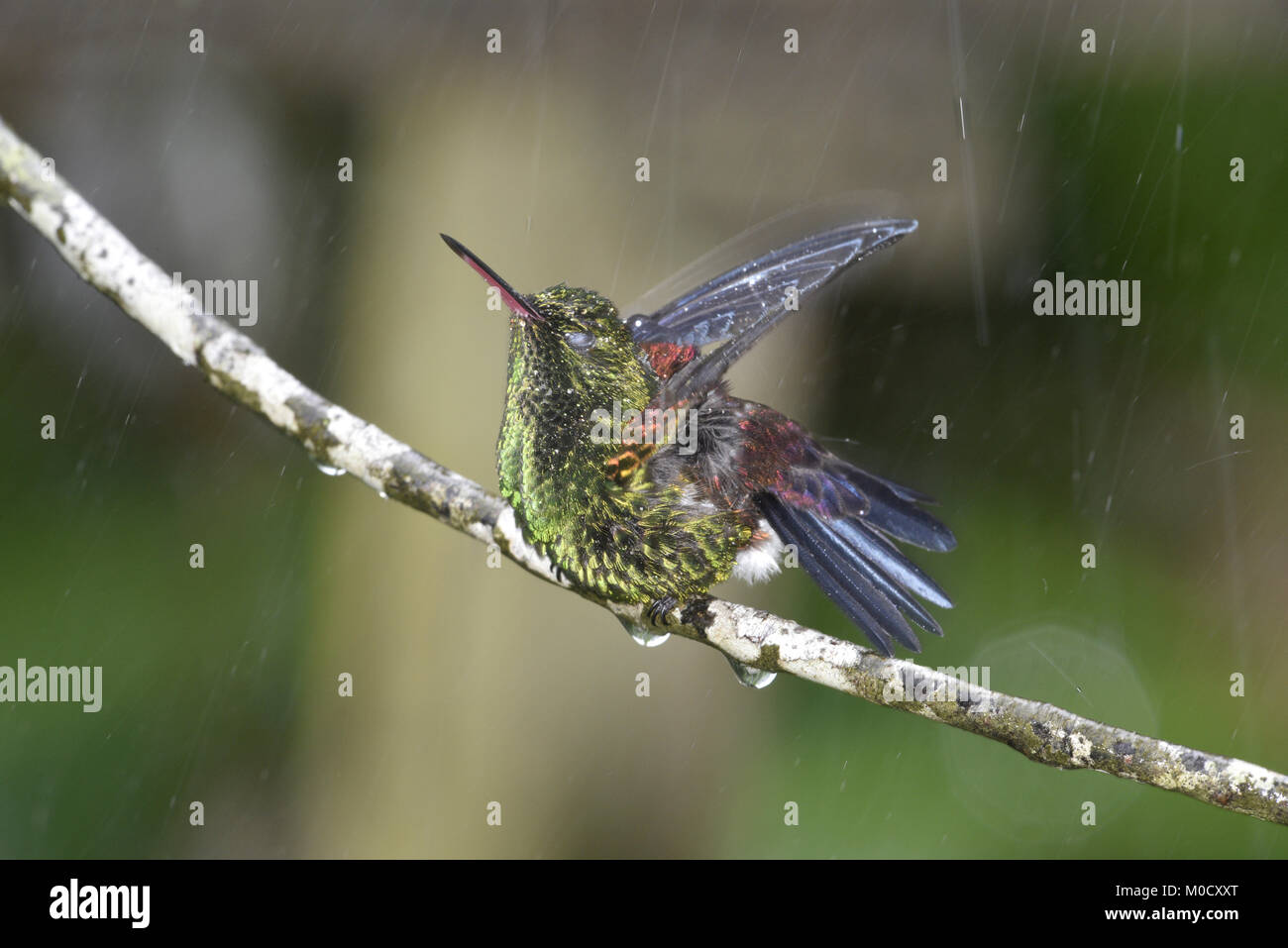 Hummingbird à croupion de cuivre - Amazilia tobaci Banque D'Images