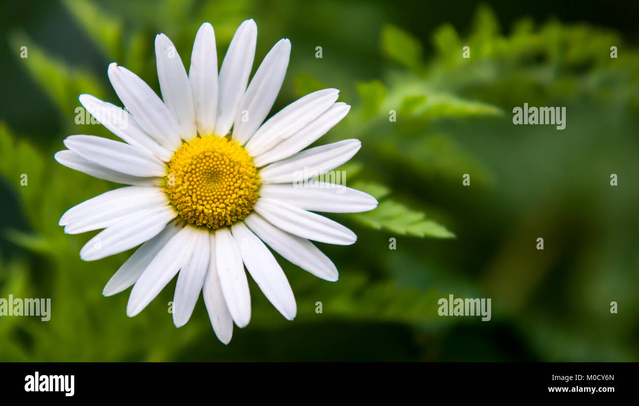 Les Pédales blanc avec un centre jaune Fleur Marguerite Sauvage Banque D'Images