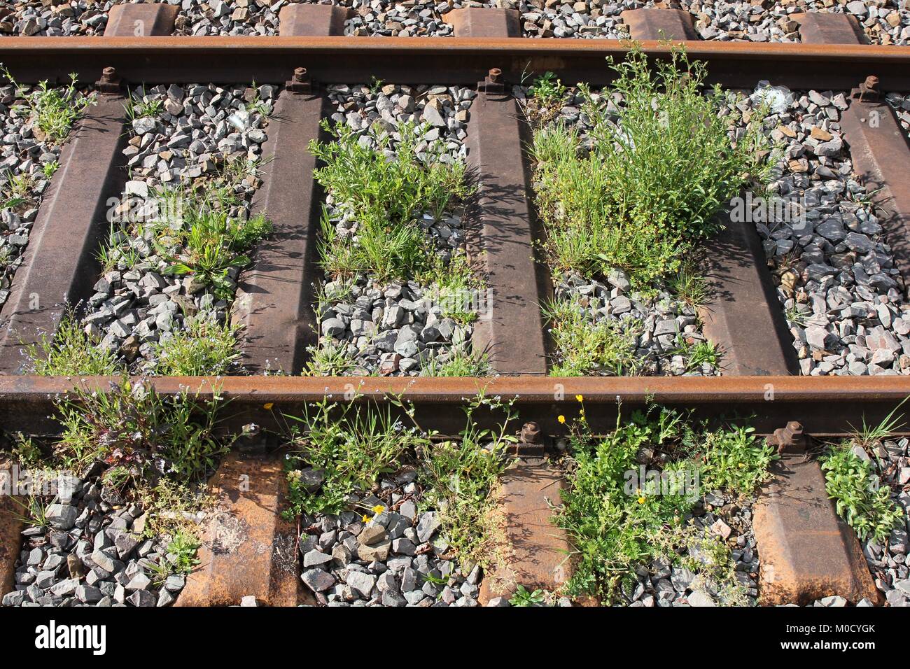 La végétation envahissante avec rails rouillés Banque D'Images