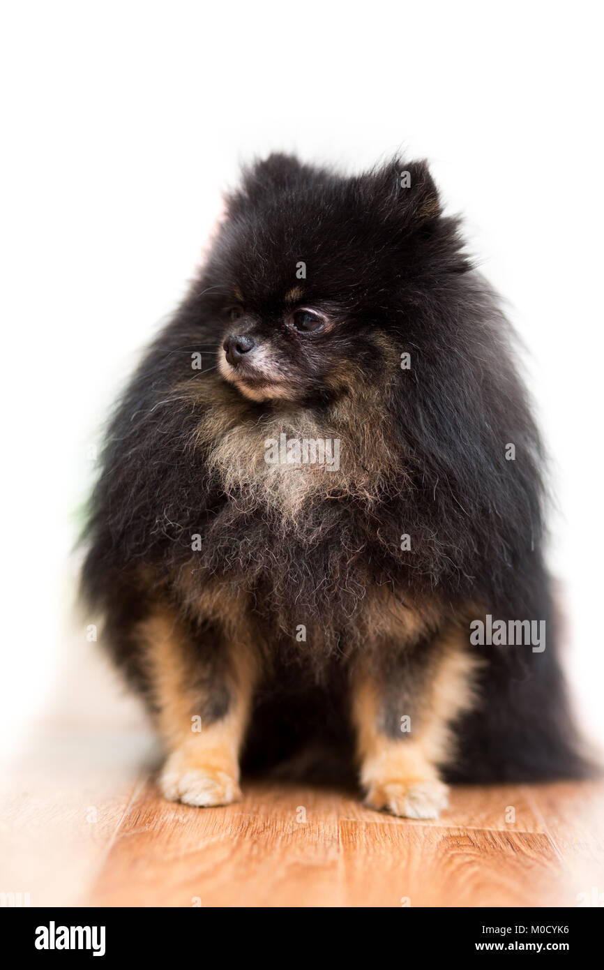 Chien Dune Race De Chien Pomeranian Couleur Noir Est Assis