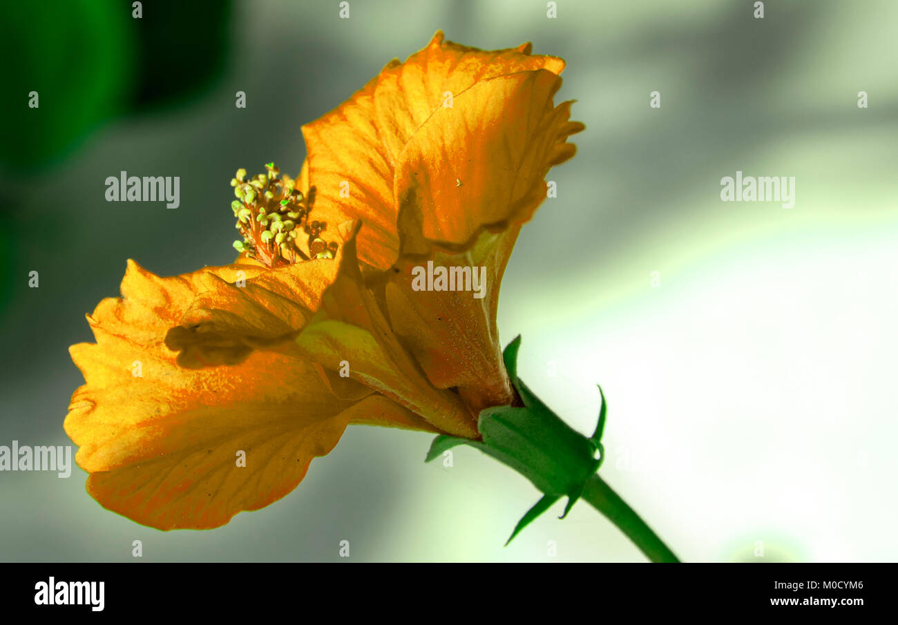 Fleur d'Hibiscus jaune dans HDR Banque D'Images