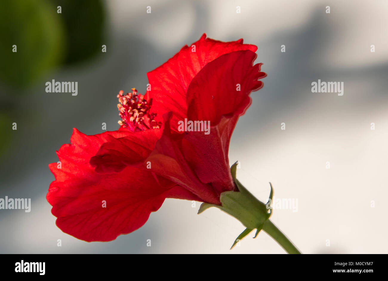 Fleur d'Hibiscus rouge en HDR Banque D'Images