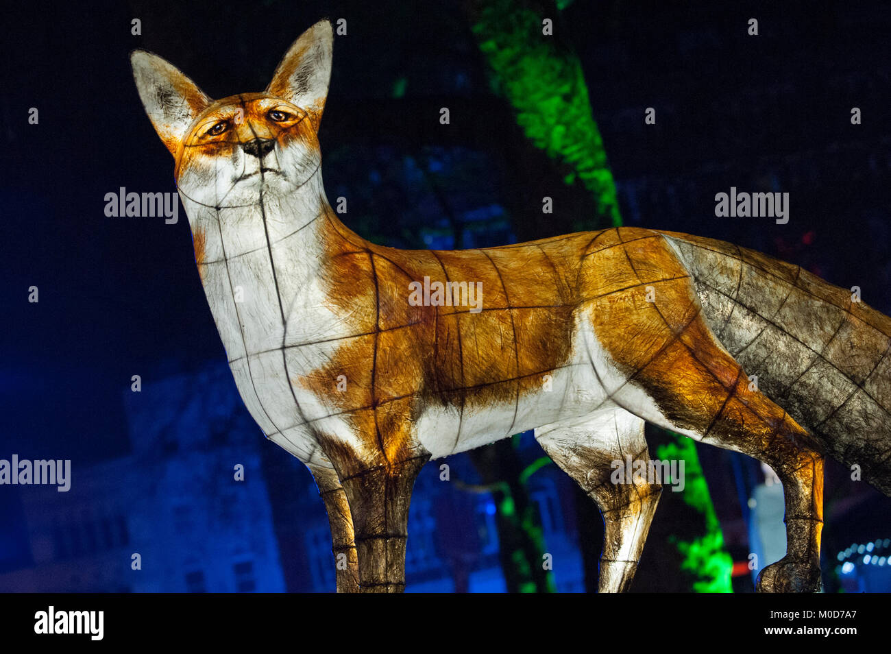 Londres 2018 lumiere. Société d'installation de la vie nocturne de lanterne d'animaux, de papillons et fleurs à Leicester Square. La lumière à l'échelle de la ville, festival organisé par le maire de Londres et Artichaut devrait attirer jusqu'à 1,25 millions de visiteurs au cours de ses quatre jours 18th-21st Janvier à Londres, Royaume-Uni. 20 janvier 2018. Crédit : Antony l'ortie/Alamy Live News Banque D'Images