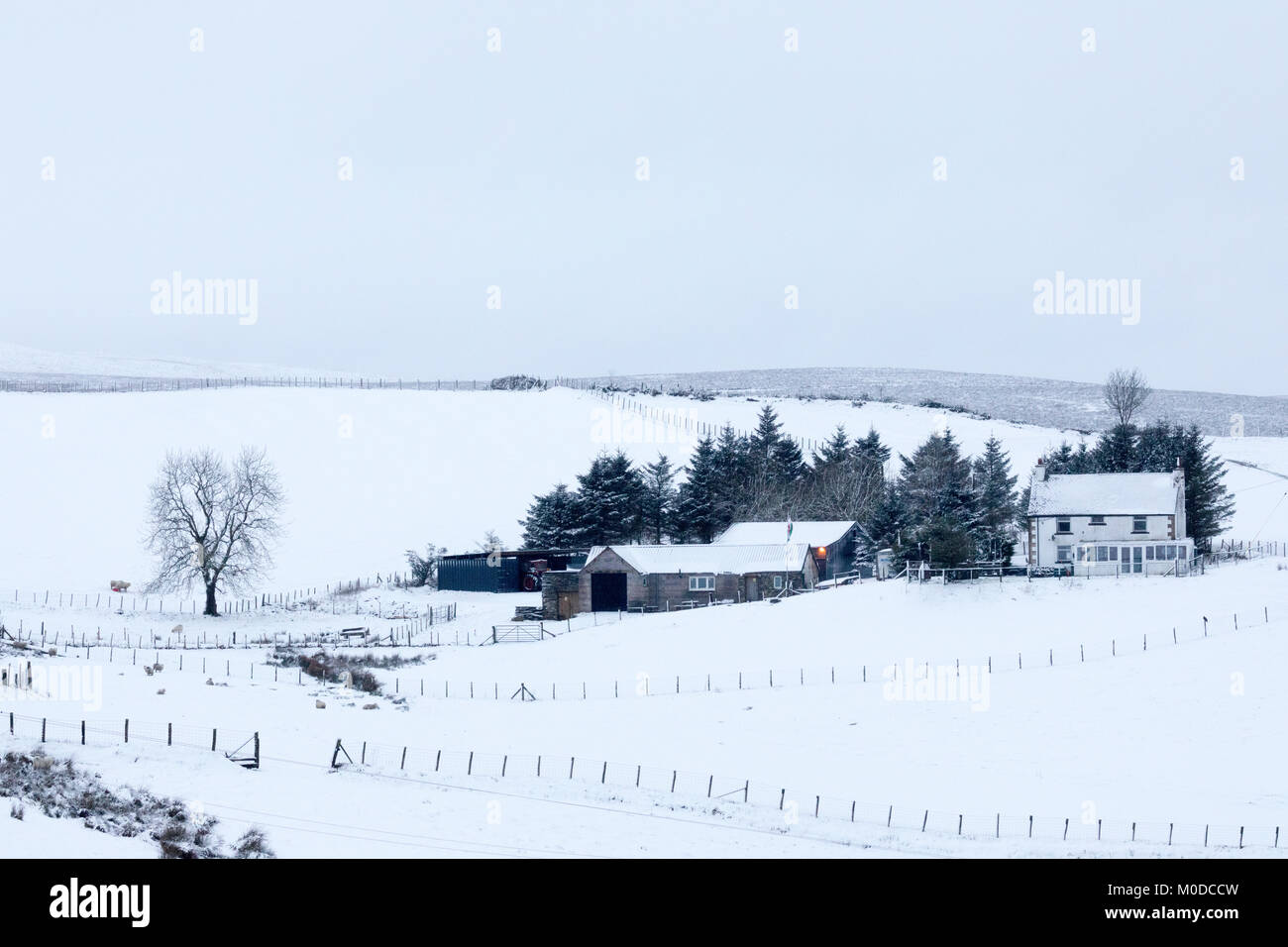 Denbighshire, Wales, UK, Météo : la neige continue à tomber certains aujourd'hui un front atlantique ouest apportera une hausse des températures et de la pluie par la suite. La neige continue de tomber dans les contreforts et la lande du Denbighshire avec une ferme de moutons gallois par surround d'épaisseur de neige sur les landes Banque D'Images