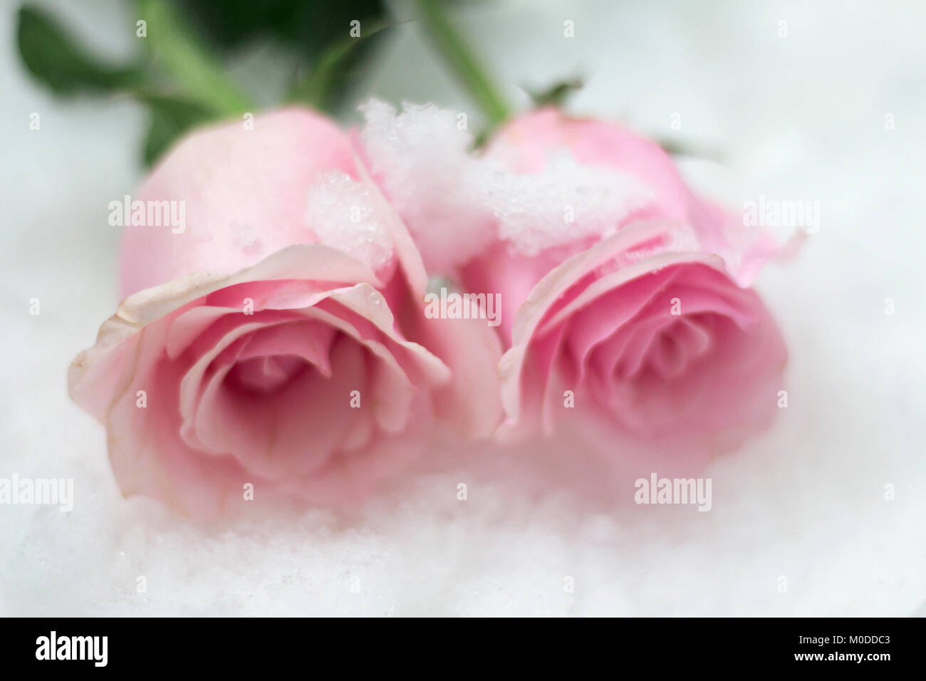 Roses rouges et roses dans les glaces Banque D'Images