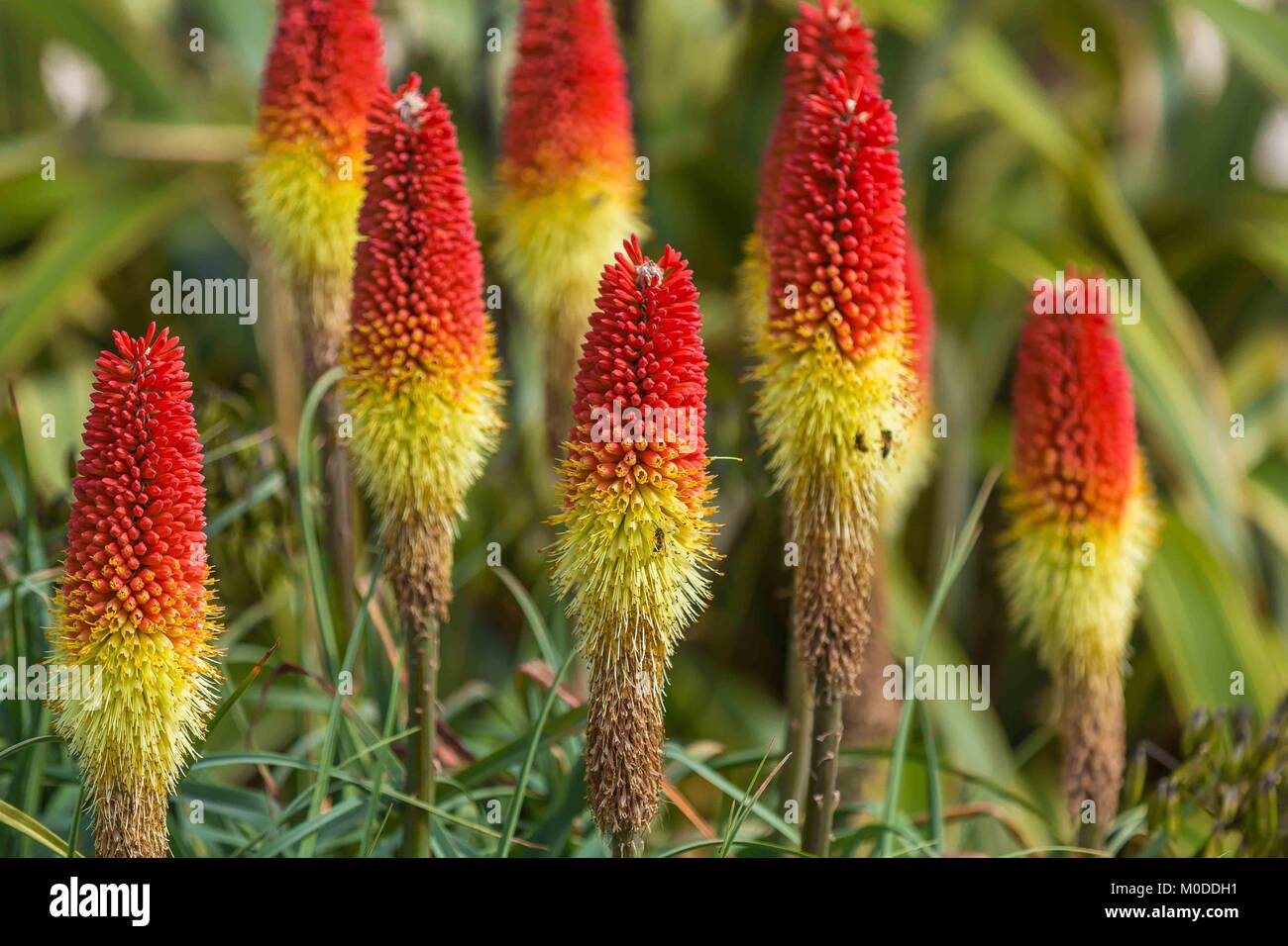 Jaune et rouge red hot poker affichant des fleurs aux couleurs magnifiques. Banque D'Images