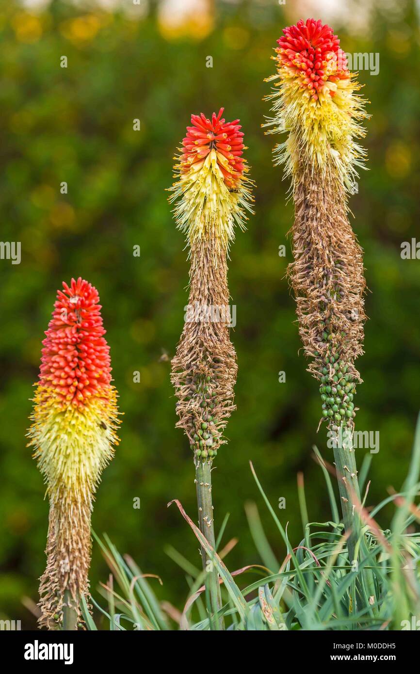 Jaune et rouge red hot poker affichant des fleurs aux couleurs magnifiques. Banque D'Images