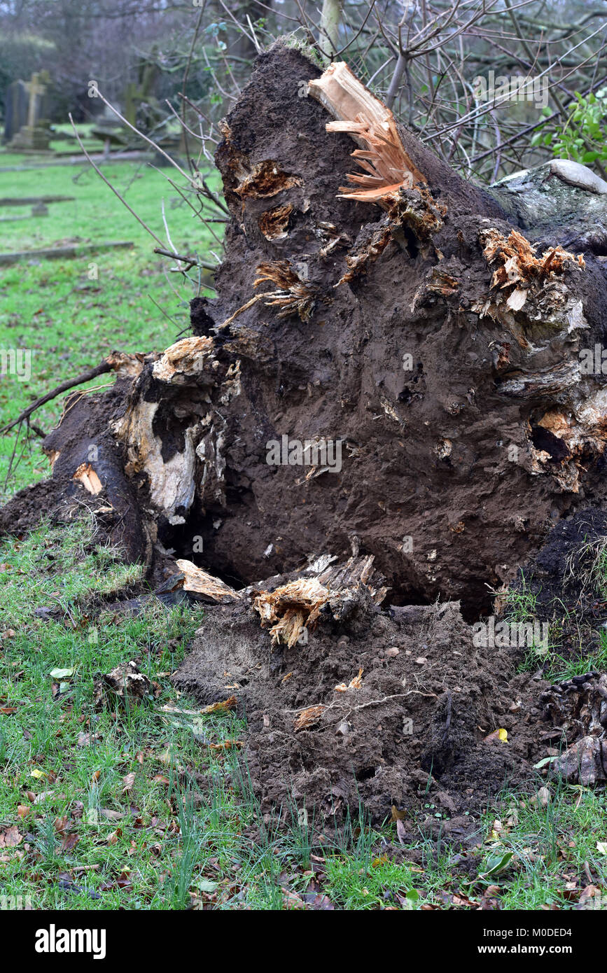 Un arbre arraché du sol et déraciné pendant des vents forts en hiver une gale ou une tempête. endommager des rafales de vent qui souffle sur les arbres dans le vent. Banque D'Images
