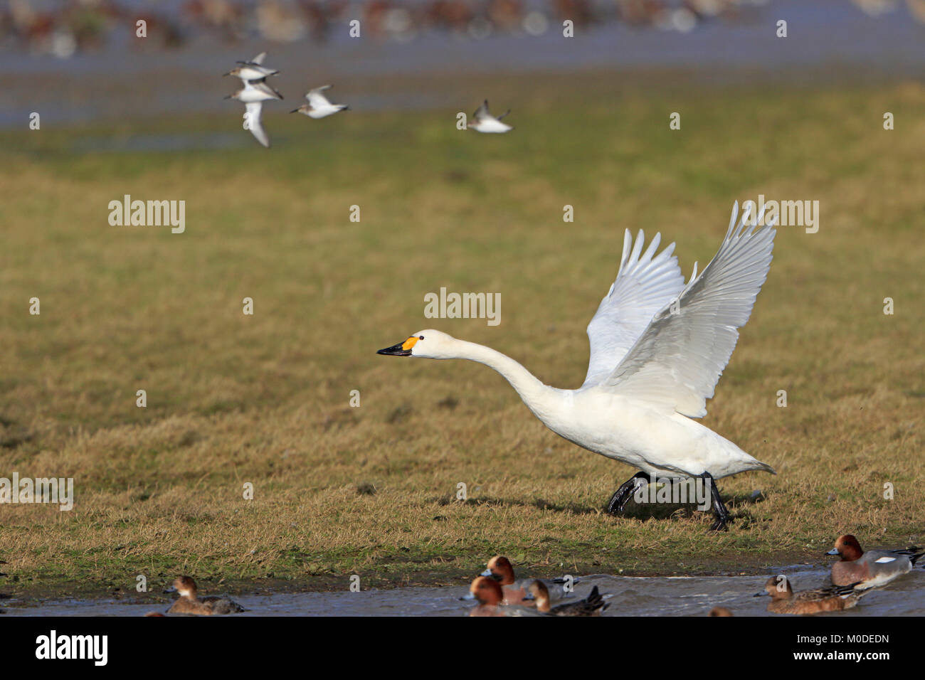 Le cygne de Bewick, décoller de terre à Slimbridge WWT UK Banque D'Images