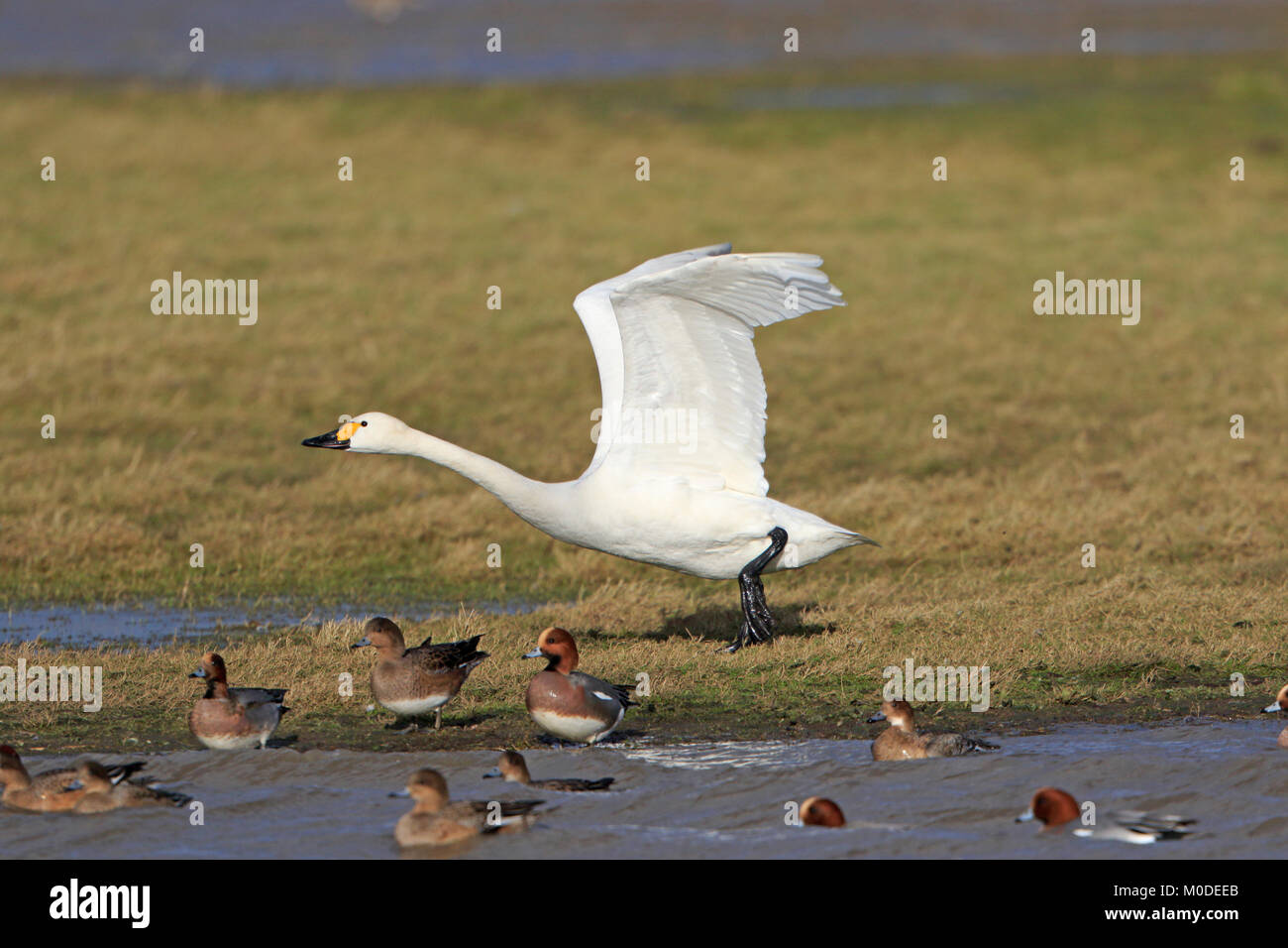 Le cygne de Bewick, décoller de terre à Slimbridge WWT UK Banque D'Images