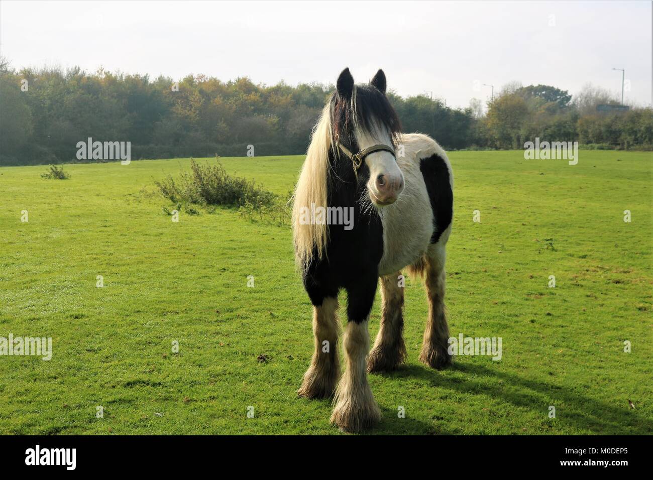 Cheval Noir et blanc dans le champ vert Banque D'Images