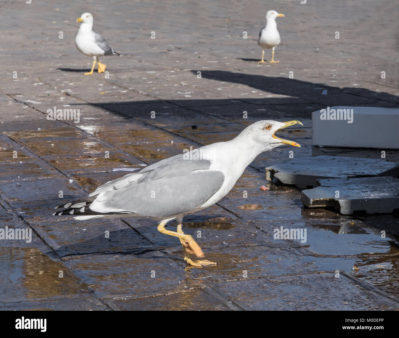 Seagull Screaming marche sur la zone où ils ont vendu le poisson Banque D'Images