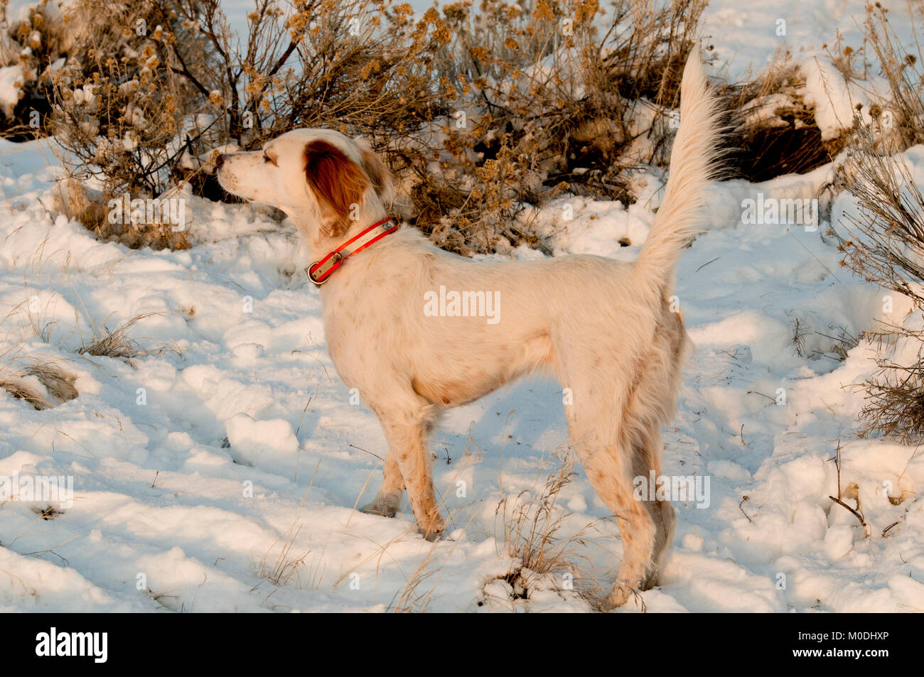 Setter anglais sur le point Banque D'Images