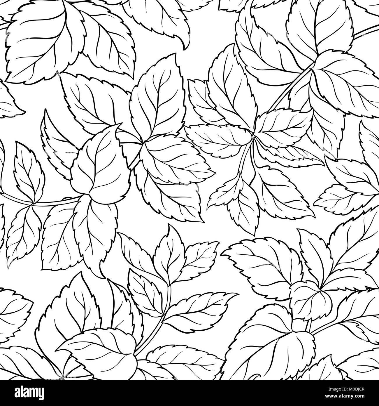 Melissa herb seamless pattern sur fond blanc Illustration de Vecteur