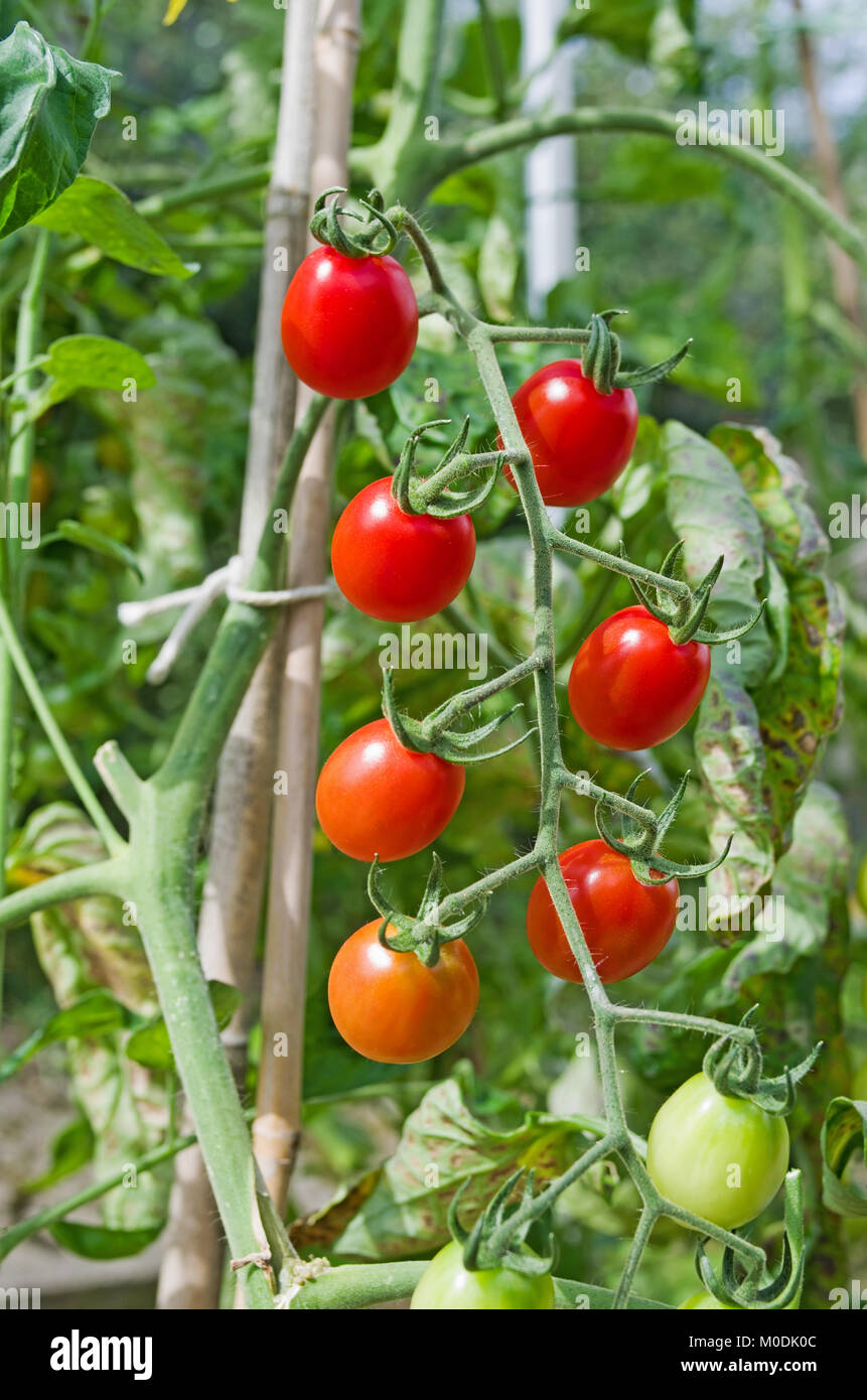 Truss de Santonio F1 hybride maturation tomates sur la vigne au soleil d'été dans les émissions, Cumbria, Angleterre, Royaume-Uni Banque D'Images