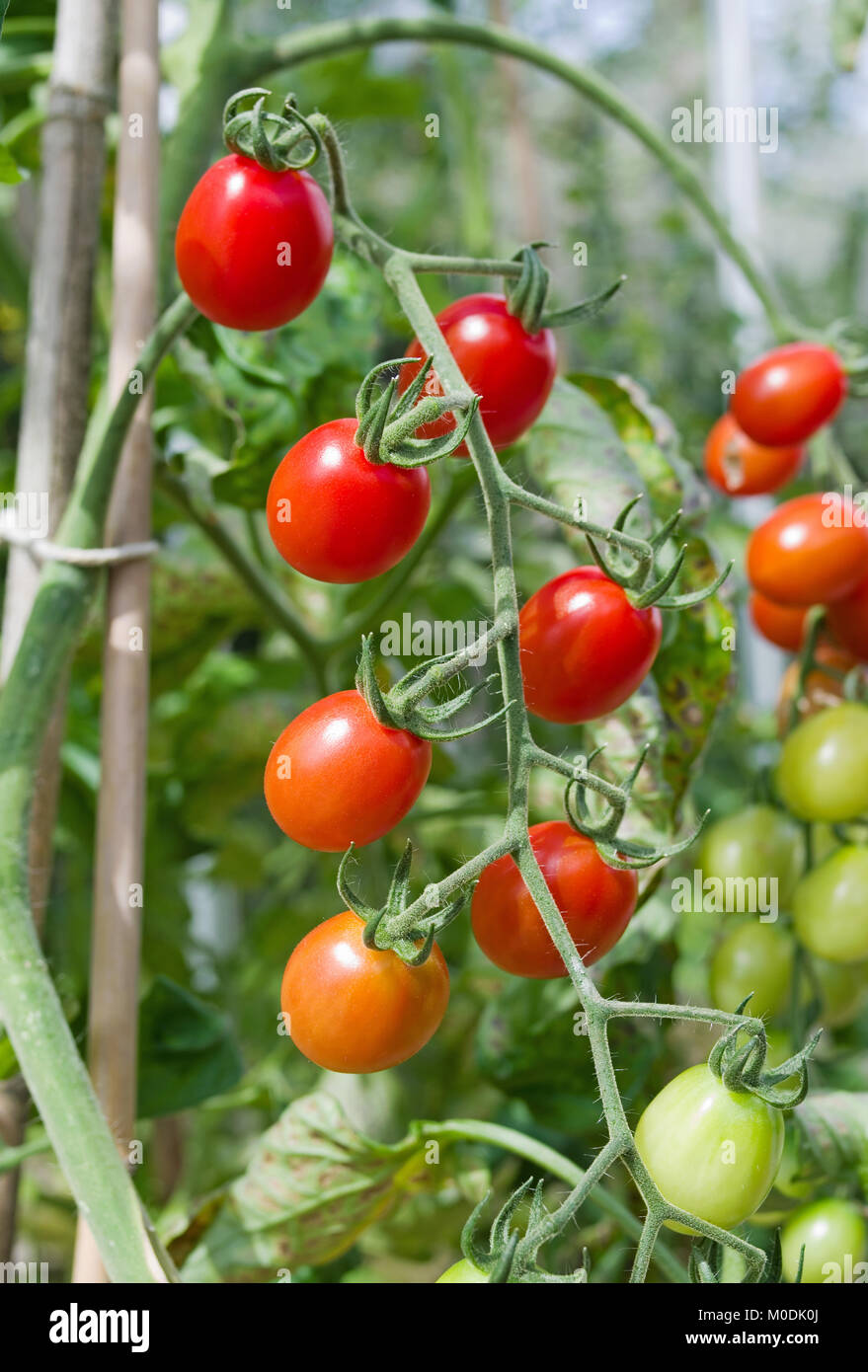 Truss de Santonio F1 hybride maturation tomates sur la vigne au soleil d'été dans les émissions, Cumbria, Angleterre, Royaume-Uni Banque D'Images