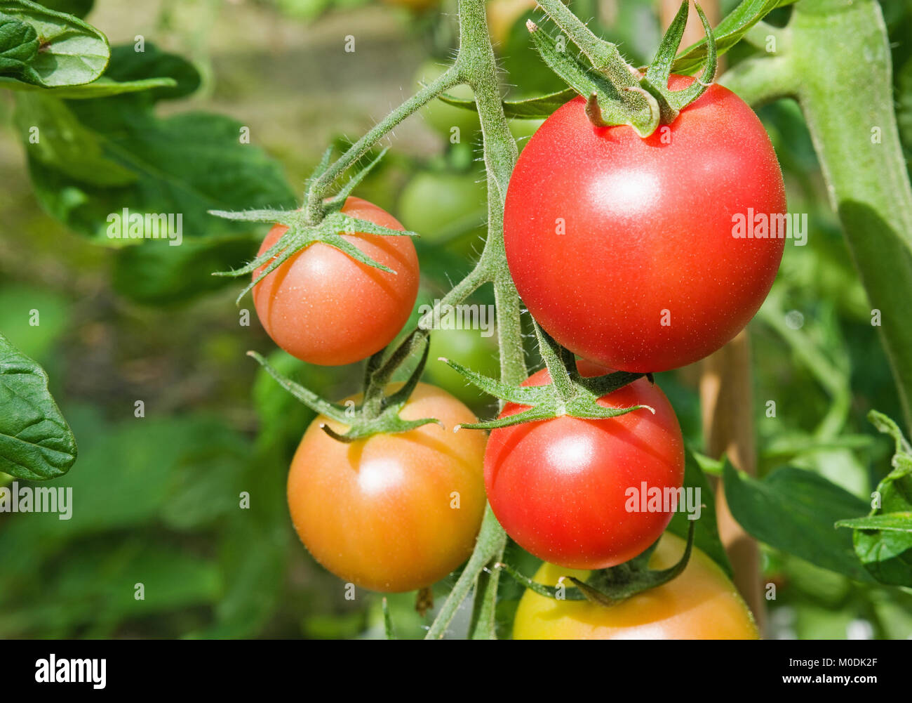 De treillis F1 hybride Rose variété de tomates cerise sur le mûrissement charmeur vigne dans la serre, Cumbria, Angleterre, Royaume-Uni Banque D'Images