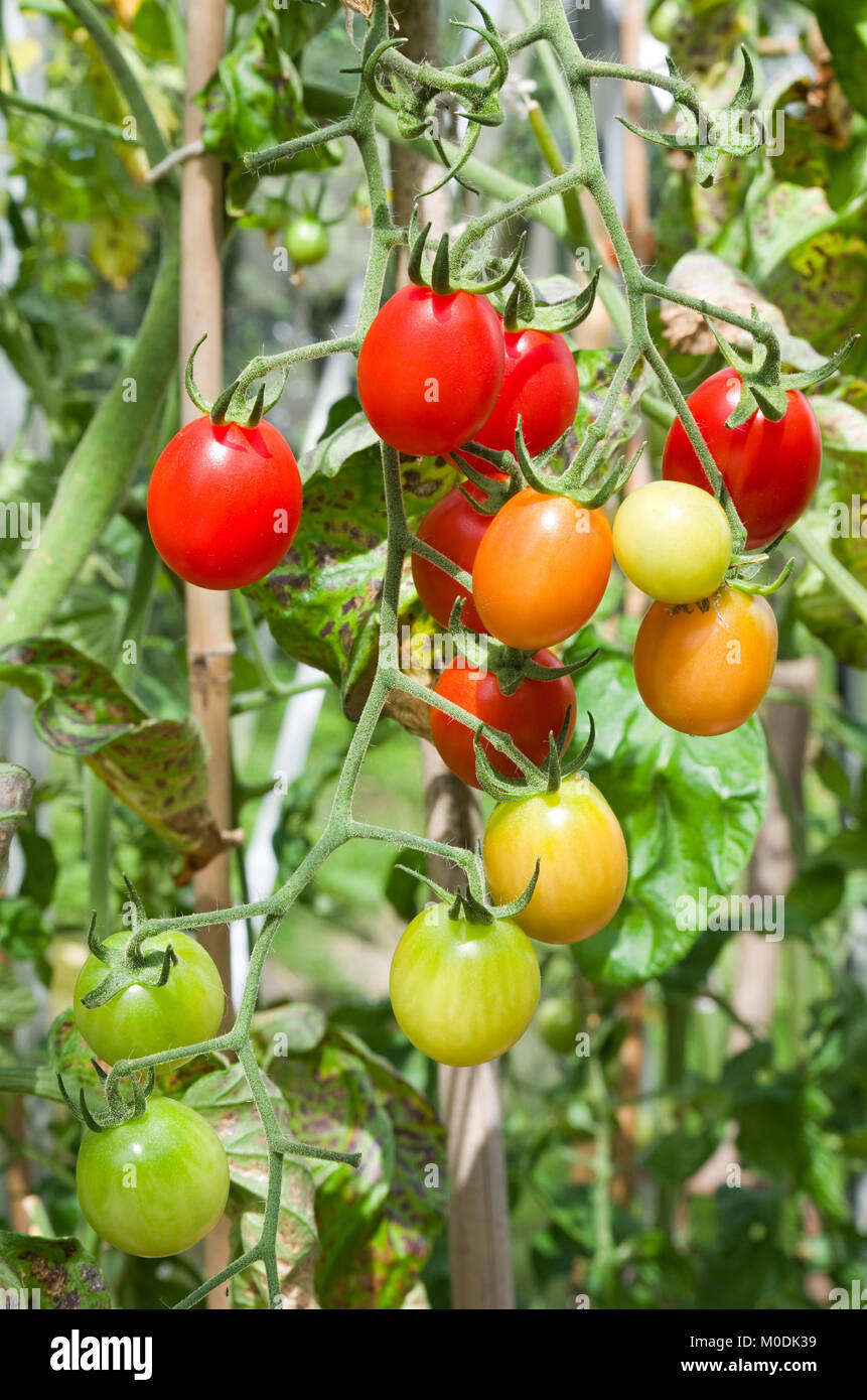 Truss de Santonio F1 hybride maturation tomates sur la vigne au soleil d'été dans les émissions, Cumbria, Angleterre, Royaume-Uni Banque D'Images