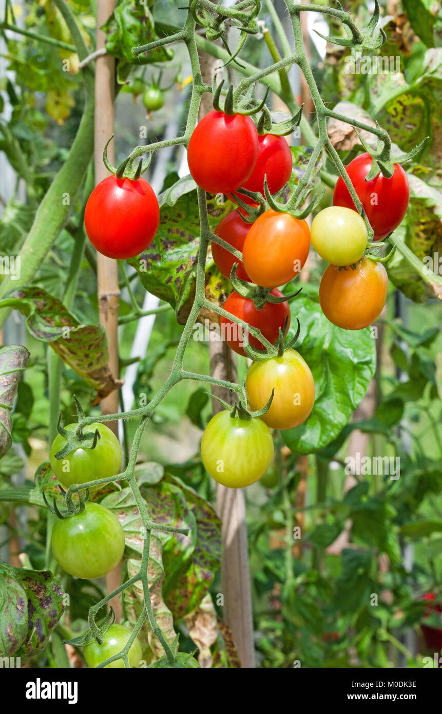 Truss de Santonio F1 hybride maturation tomates sur la vigne au soleil d'été dans les émissions, Cumbria, Angleterre, Royaume-Uni Banque D'Images