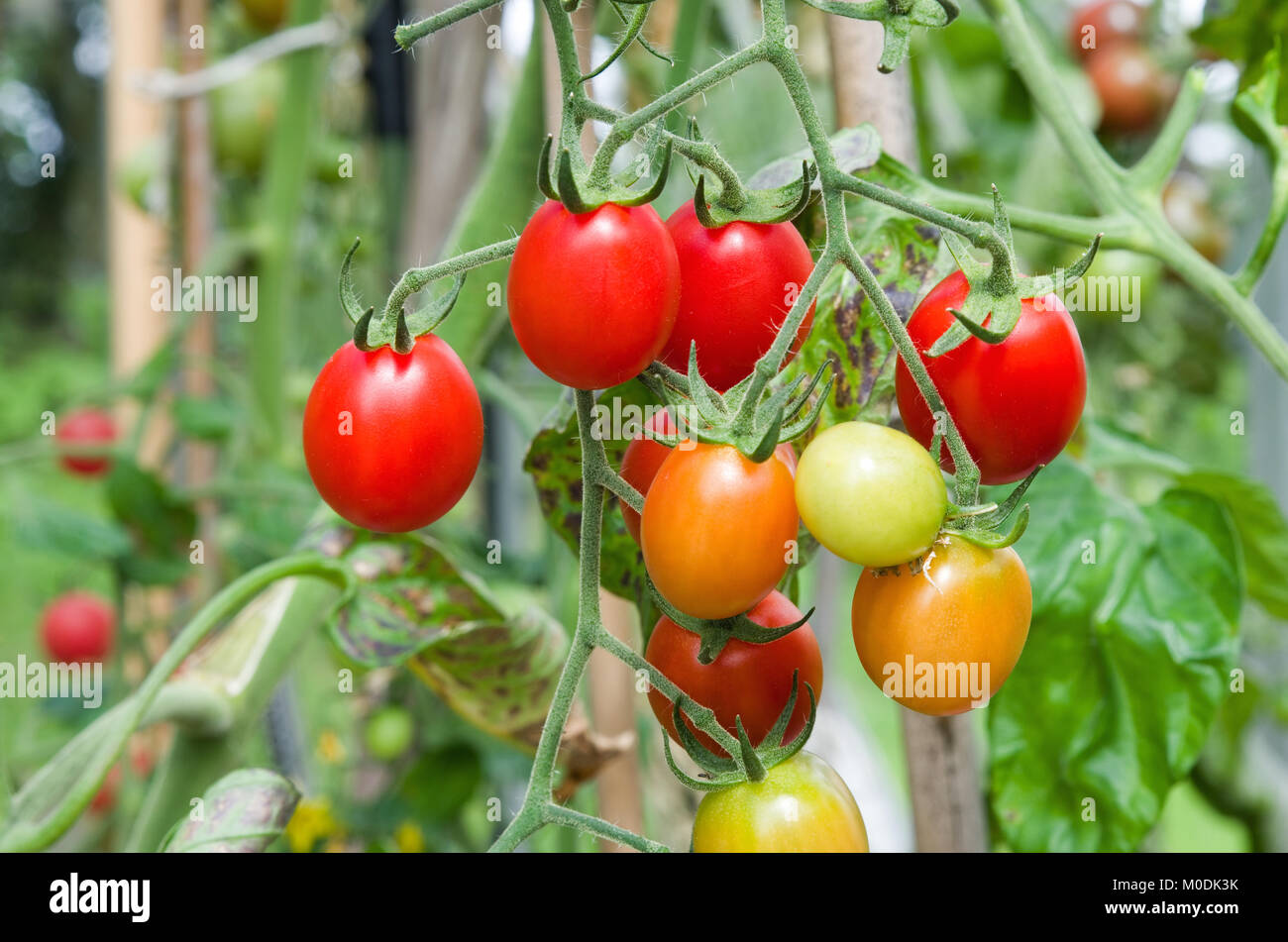 Truss de Santonio F1 hybride maturation tomates sur la vigne au soleil d'été dans les émissions, Cumbria, Angleterre, Royaume-Uni Banque D'Images