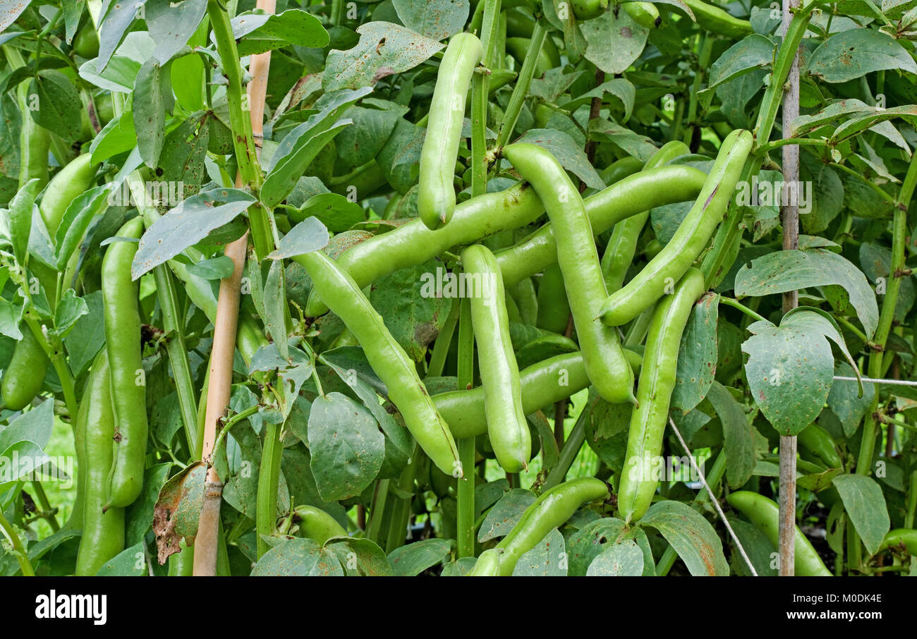 La fin de l'été, récolte de fèves Manita Witkiem prêt pour la cueillette, poussant dans le jardin intérieur, Cumbria, Angleterre, Royaume-Uni Banque D'Images