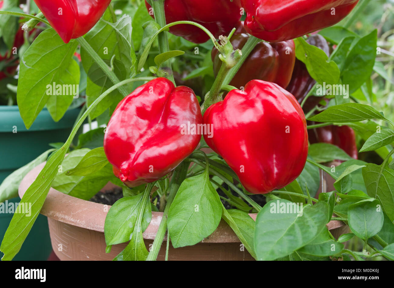 Poivrons rouges doux variété Redskin mûrissement en sunshine en pots en serre domestique, Cumbria, Angleterre, Royaume-Uni. Banque D'Images