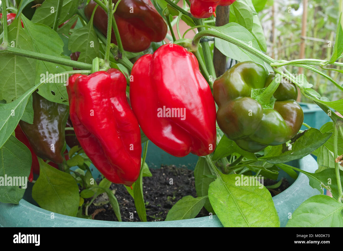 Poivrons rouges doux variété Redskin mûrissement en sunshine en pots en serre domestique, Cumbria, Angleterre, Royaume-Uni. Banque D'Images